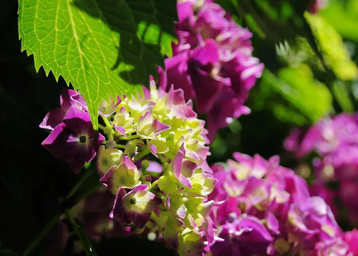 Appartamento Schwarzplatterhof *